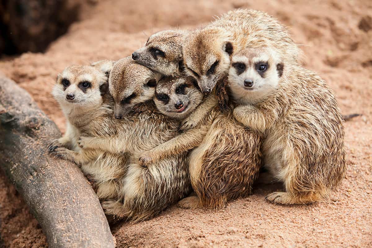 happy-meerkat-group Pandas image from http://justsomething.co website